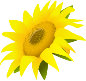 Sunflower PNG-13371